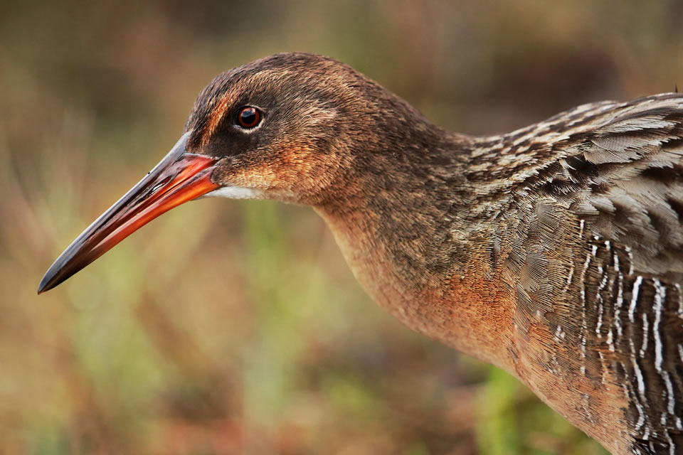 Causes of mortality of California Ridgway’s rails